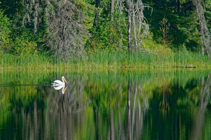 Picture of CANADA-MANITOBA-THE PAS AMERICAN WHITE PELICAN ON LAKE
