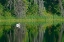 Picture of CANADA-MANITOBA-THE PAS AMERICAN WHITE PELICAN ON LAKE