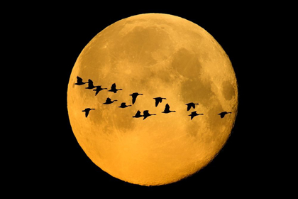 Picture of CANADA-WINNIPEG MONTAGE OF GEESE FLYING PAST HARVEST MOON