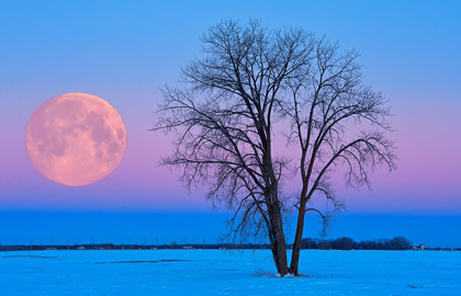 Picture of CANADA-MANITOBA-DUGALD FULL MOON AND COTTONWOOD TREE AT DAWN