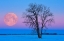 Picture of CANADA-MANITOBA-DUGALD FULL MOON AND COTTONWOOD TREE AT DAWN