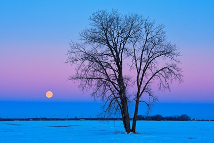 Picture of CANADA-MANITOBA-DUGALD FULL MOON AND COTTONWOOD TREE AT DAWN