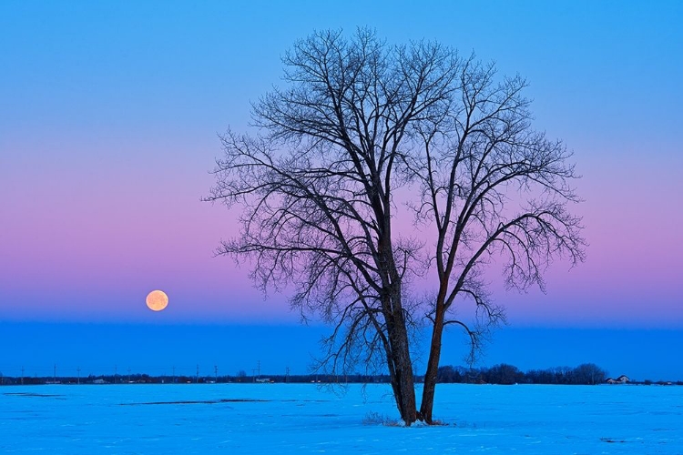 Picture of CANADA-MANITOBA-DUGALD FULL MOON AND COTTONWOOD TREE AT DAWN
