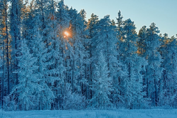 Picture of CANADA-MANITOBA-BELAIR PROVINCIAL FOREST BACKLIT JACK PINE TREES COVERED IN HOARFROST