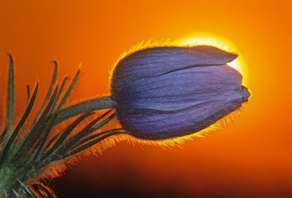 Picture of CANADA-MANITOBA-WINNIPEG PRAIRIE CROCUS BACKLIT AT SUNRISE