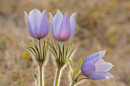 Picture of CANADA-MANITOBA-SANDILANDS PROVINCIAL FOREST PRAIRIE CROCUS FLOWERS CLOSE-UP