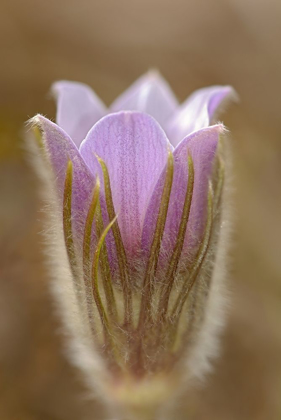 Picture of CANADA-MANITOBA-MARS HILL WILDLIFE MANAGEMENT AREA DETAIL OF PRAIRIE CROCUS FLOWER