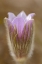 Picture of CANADA-MANITOBA-MARS HILL WILDLIFE MANAGEMENT AREA DETAIL OF PRAIRIE CROCUS FLOWER
