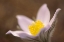 Picture of CANADA-MANITOBA-MARS HILL WILDLIFE MANAGEMENT AREA DETAIL OF PRAIRIE CROCUS FLOWER