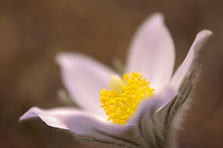 Picture of CANADA-MANITOBA-MARS HILL WILDLIFE MANAGEMENT AREA DETAIL OF PRAIRIE CROCUS FLOWER