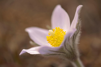 Picture of CANADA-MANITOBA-MARS HILL WILDLIFE MANAGEMENT AREA DETAIL OF PRAIRIE CROCUS FLOWER