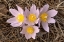 Picture of CANADA-MANITOBA-MARS HILL WILDLIFE MANAGEMENT AREA CLOSE-UP OF PRAIRIE CROCUS FLOWERS