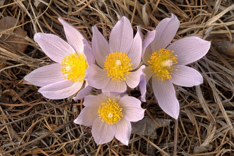 Picture of CANADA-MANITOBA-MARS HILL WILDLIFE MANAGEMENT AREA CLOSE-UP OF PRAIRIE CROCUS FLOWERS