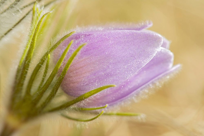 Picture of CANADA-MANITOBA-WINNIPEG CLOSE-UP OF PRAIRIE CROCUS FLOWER