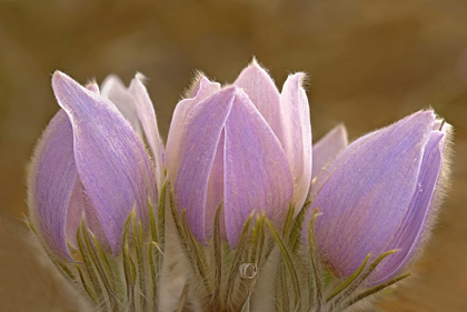 Picture of CANADA-MANITOBA-MARS HILL WILDLIFE MANAGEMENT AREA CLOSE-UP OF PRAIRIE CROCUS FLOWERS