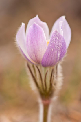 Picture of CANADA-MANITOBA-SANDILANDS PROVINCIAL FOREST PRAIRIE CROCUS FLOWER CLOSE-UP