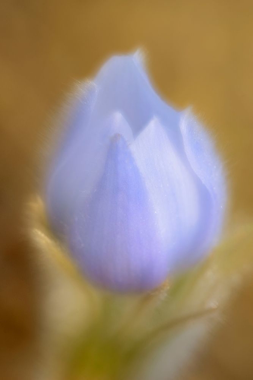 Picture of CANADA-MANITOBA-WINNIPEG CLOSE-UP OF PRAIRIE CROCUS FLOWER