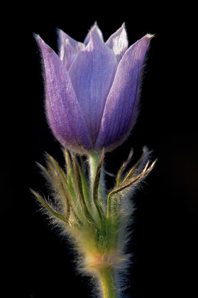 Picture of CANADA-MANITOBA-SANDILANDS PROVINCIAL FOREST PRAIRIE CROCUS FLOWER CLOSE-UP