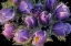 Picture of CANADA-MANITOBA-SANDILANDS PROVINCIAL FOREST PRAIRIE CROCUS FLOWERS CLOSE-UP