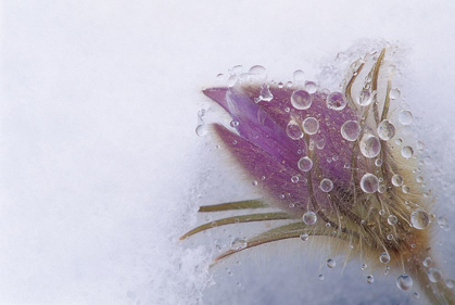 Picture of CANADA-MANITOBA-SANDILANDS PROVINCIAL FOREST PRAIRIE CROCUS FLOWERS CLOSE-UP THROUGH WINDOW