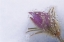 Picture of CANADA-MANITOBA-SANDILANDS PROVINCIAL FOREST PRAIRIE CROCUS FLOWERS CLOSE-UP THROUGH WINDOW