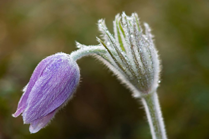 Picture of CANADA-MANITOBA-SANDILANDS PROVINCIAL FOREST PRAIRIE CROCUS FLOWER CLOSE-UP