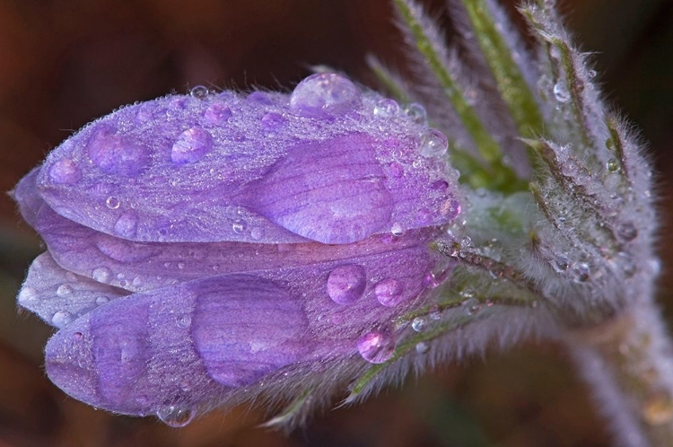 Picture of CANADA-MANITOBA-SANDILANDS PROVINCIAL FOREST PRAIRIE CROCUS FLOWERS WITH DEW LOSE-UP