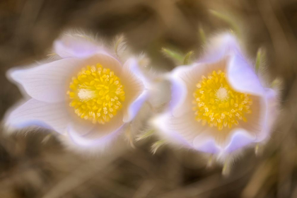 Picture of CANADA-MANITOBA-WINNIPEG CLOSE-UP OF PRAIRIE CROCUS FLOWERS