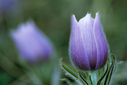 Picture of CANADA-MANITOBA-SANDILANDS PROVINCIAL FOREST PRAIRIE CROCUS FLOWER CLOSE-UP