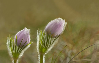 Picture of CANADA-MANITOBA-WINNIPEG CLOSE-UP OF PRAIRIE CROCUS FLOWERS