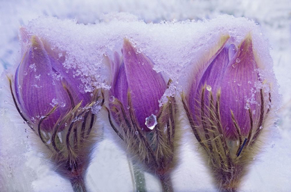 Picture of CANADA-MANITOBA-SANDILANDS PROVINCIAL FOREST PRAIRIE CROCUS FLOWERS IN LATE SNOW