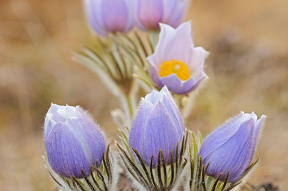 Picture of CANADA-MANITOBA PRAIRIE CROCUS FLOWERS CLOSE-UP