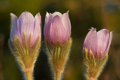 Picture of CANADA-MANITOBA-SANDILANDS PROVINCIAL FOREST PRAIRIE CROCUS FLOWERS CLOSE-UP