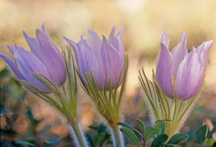 Picture of CANADA-MANITOBA-SANDILANDS PROVINCIAL FOREST PRAIRIE CROCUS FLOWERS CLOSE-UP