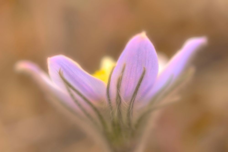 Picture of CANADA-MANITOBA-LIBAU PRAIRIE CROCUS FLOWER CLOSE-UP