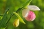 Picture of CANADA-MANITOBA-RICHER SHOWY LADYS SLIPPER ORCHID CLOSE-UP