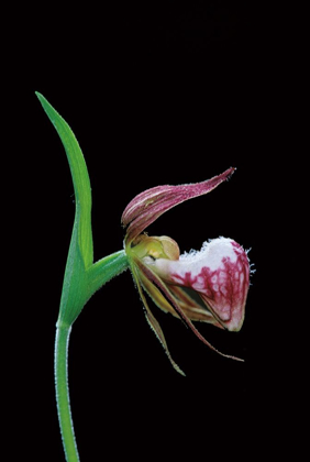 Picture of CANADA-MANITOBA-SANDILANDS PROVINCIAL FOREST RAMS-HEAD LADYS-SLIPPER FLOWER CLOSE-UP