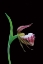 Picture of CANADA-MANITOBA-SANDILANDS PROVINCIAL FOREST RAMS-HEAD LADYS-SLIPPER FLOWER CLOSE-UP