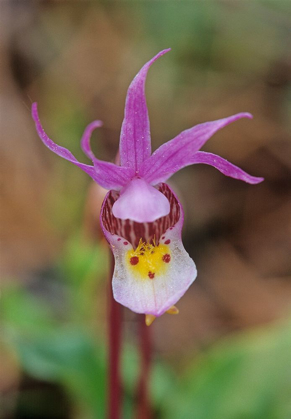 Picture of CANADA-MANITOBA-AGASSIZ PROVINCIAL FOREST CALYPSO ORCHID CLOSE-UP