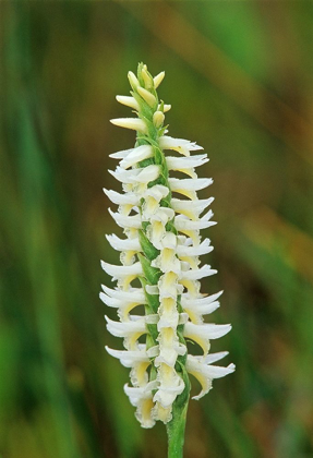 Picture of CANADA-MANITOBA-TALL-GRASS PRAIRIE PRESERVE GREAT PLAINS LADYS TRESSES ORCHIDS