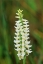 Picture of CANADA-MANITOBA-TALL-GRASS PRAIRIE PRESERVE GREAT PLAINS LADYS TRESSES ORCHIDS