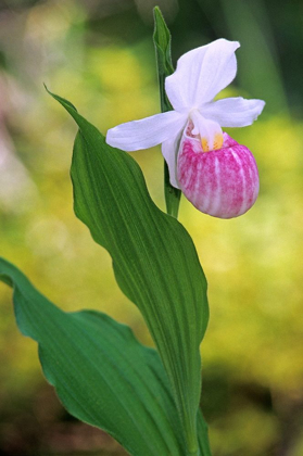 Picture of CANADA-MANITOBA-AGASSIZ PROVINCIAL FOREST SHOWY LADYS SLIPPER ORCHID CLOSE-UP