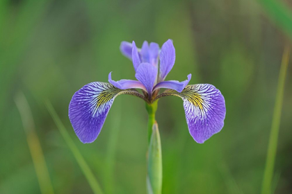 Picture of CANADA-MANITOBA-WHITESHELL PROVINCIAL PARK BLUE FLAG IRIS IN FIELD