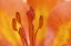 Picture of CANADA-MANITOBA-TALL-GRASS PRAIRIE PRESERVE WOOD LILY DETAIL