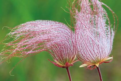 Picture of CANADA-MANITOBA-BIRDS HILL PROVINCIAL PARK THREE-FLOWERED AVENS CLOSE-UP