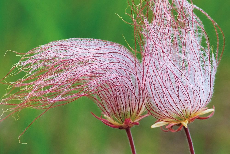 Picture of CANADA-MANITOBA-BIRDS HILL PROVINCIAL PARK THREE-FLOWERED AVENS CLOSE-UP