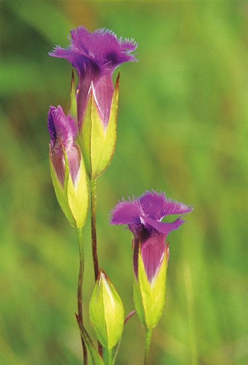 Picture of CANADA-MANITOBA-TALL-GRASS PRAIRIE PRESERVE FRINGED GENTIAN FLOWERS CLOSE-UP