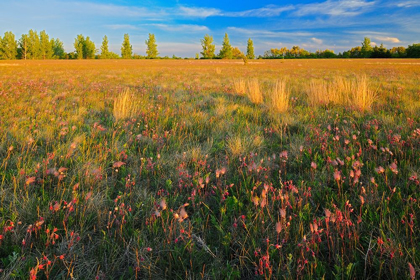 Picture of CANADA-MANITOBA-BIRDS HILL PROVINCIAL PARK THREE-FLOWERED AVENS FLOWERS AND SEED HEADS IN FIELD