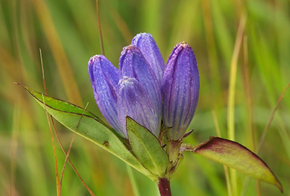 Picture of CANADA-MANITOBA-TALL-GRASS PRAIRIE PRESERVE CLOSED GENTIAN FLOWER CLOSE-UP