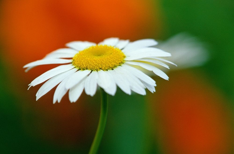 Picture of CANADA-MANITOBA-WINNIPEG COMMON DAISY FLOWER CLOSE-UP